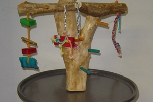 parrot-play-stands